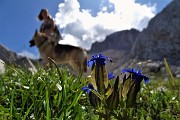 49 Genziana alata (Gentiana utricolosa)